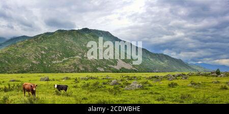 Herde der Kühe, die auf der Almwiese in einem Bergtal, Altai-Gebirge, Russland grasen Stockfoto