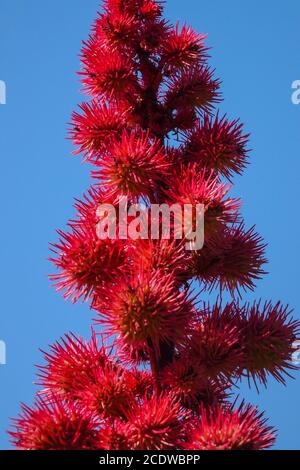 Rizinusölpflanze, Giftige Früchte der Rizinusbohne Rizinusbohne Ricinus communis 'Red Giant' Stockfoto