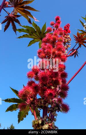 Rizinusölpflanze Ricinus communis 'Red Giant' giftige Pflanzen Stockfoto