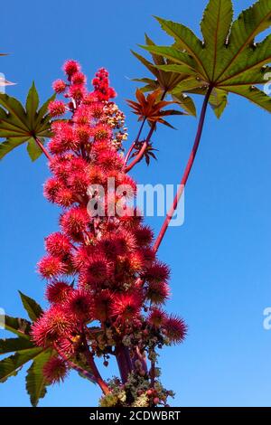 Ricinus communis 'Red Giant' Rizinusölpflanze, giftige Früchte der Rizinusbohne Stockfoto