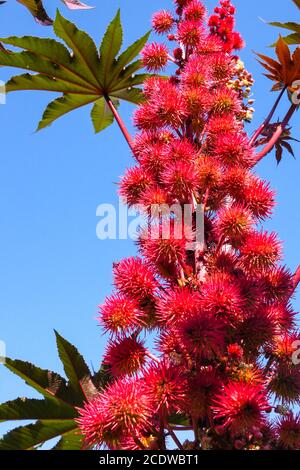 Rizinusbohnen Ricinus communis 'Red Giant' giftige Früchte in Samenschoten Rizinusölwerk Stockfoto