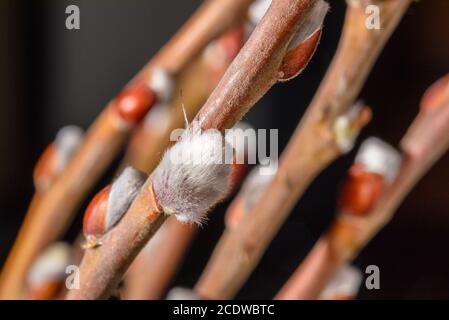 Willow Zweig mit offenen Knospen Makro Stockfoto