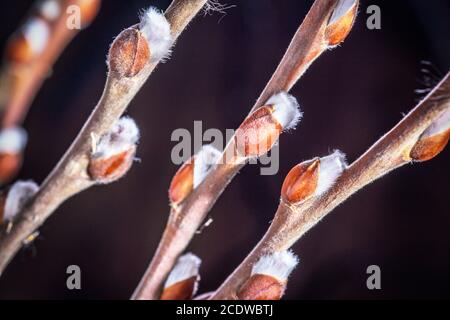 Willow Zweig mit offenen Knospen Makro Stockfoto