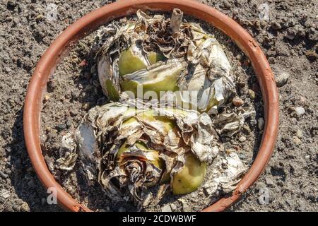 Knollen in Topf Urginea maritima Stockfoto