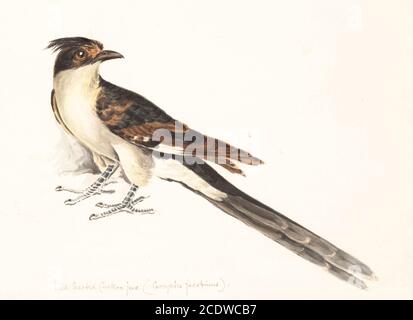 Der Jacobin-Kuckuck (Clamator jacobinus), der Kuckuck oder der Kuckuck, ist ein Mitglied der Kuckuckordnung der Vögel, die in Afrika und Asien zu finden ist. Es ist teilweise wandernd und in Indien, hat es als Vorbote der Monsunregen aufgrund des Zeitpunkts seiner Ankunft. Aquarellmalerei aus dem 18. Jahrhundert von Elizabeth Gwillim. Lady Elizabeth Symonds Gwillim (21. April 1763 – 21. Dezember 1807) war eine Künstlerin, die bis 1808 mit Sir Henry Gwillim, dem Puisne-Richter am Madras-Hofe, verheiratet war. Lady Gwillim malte eine Serie von etwa 200 Aquarellen von indischen Vögeln. Produziert etwa 20 Jahre werden Stockfoto