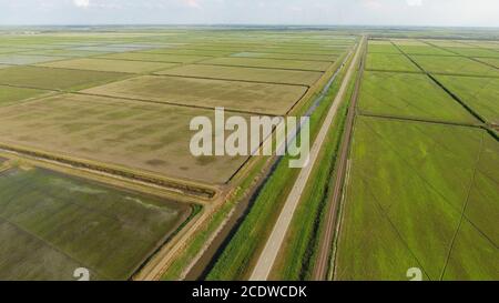 Reisanbau auf gefluteten Feldern. Reife Reis im Feld, der Beginn der Ernte. A Birds Eye View. Stockfoto