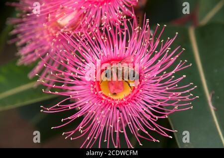 Sydney Australien, Biene auf rosa Blume eines australischen einheimischen blühenden Gummibaums Stockfoto