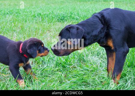 Welpen und Erwachsene Rottweiler schnüffeln sich gegenseitig Stockfoto