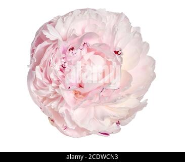 Zartes Rosa mit cremiger Pfingstrose isoliert auf weißem Hintergrund Stockfoto