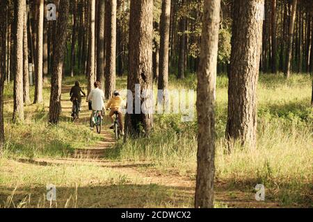 Rückansicht der modernen aktiven Familie von drei Personen, die sich auf Fahrräder im Wald Stockfoto