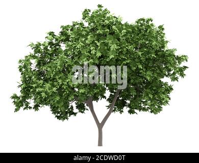 Gewöhnlicher Feigenbaum isoliert auf weißem Hintergrund Stockfoto