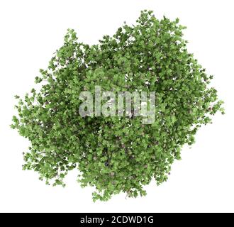 Gewöhnlicher Feigenbaum mit Feigen isoliert auf weißem Hintergrund. Draufsicht Stockfoto
