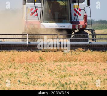 Erbsen mit einem Mähdrescher ernten. Erbsen von den Feldern ernten. Stockfoto