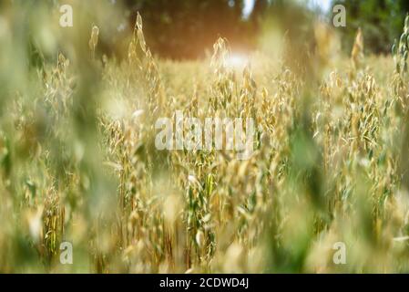 Weicher, unscharfer Hintergrund des Haferfeldes im Sommer Stockfoto