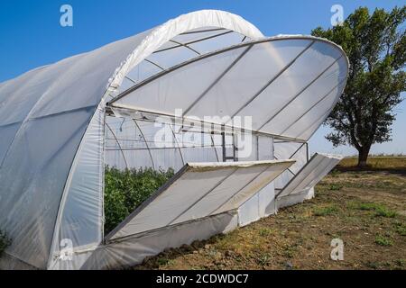 Öffnen Sie die Türen des Gewächshauses mit Tomaten. Der große Greenhou Stockfoto