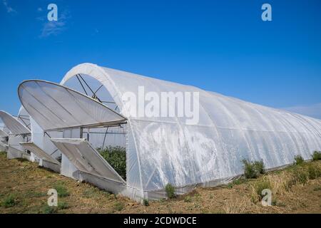 Öffnen Sie die Türen des Gewächshauses mit Tomaten. Der große Greenhou Stockfoto