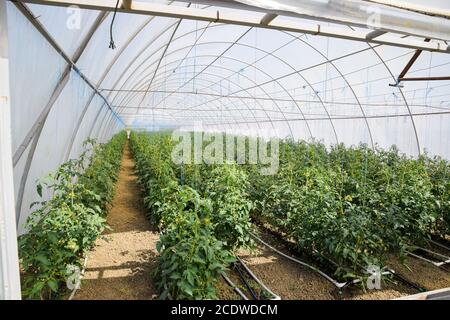 Tomaten im Gewächshaus. Gefesselte Tomaten in den Reihen der gr Stockfoto