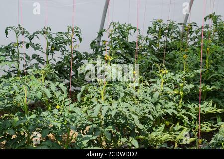 Tomaten im Gewächshaus. Gefesselte Tomaten in den Reihen der gr Stockfoto