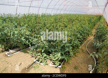 Tomaten im Gewächshaus. Gefesselte Tomaten in den Reihen der gr Stockfoto