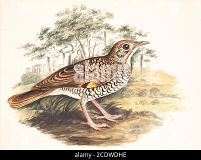 Scaly, oder White's Soor (Zoothera dauma) ist ein Mitglied der Soor-Familie Turdidae. Aquarellmalerei aus dem 18. Jahrhundert von Elizabeth Gwillim. Lady Elizabeth Symonds Gwillim (21. April 1763 – 21. Dezember 1807) war eine Künstlerin, die bis 1808 mit Sir Henry Gwillim, dem Puisne-Richter am Madras-Hofe, verheiratet war. Lady Gwillim malte eine Serie von etwa 200 Aquarellen von indischen Vögeln. Produziert etwa 20 Jahre vor John James Audubon, ihre Arbeit wurde für seine Genauigkeit und natürliche Haltungen, wie sie aus Beobachtungen der Vögel im Leben gezogen wurden, gefeiert. Sie malte auch Fische und Blumen. McGill Univer Stockfoto