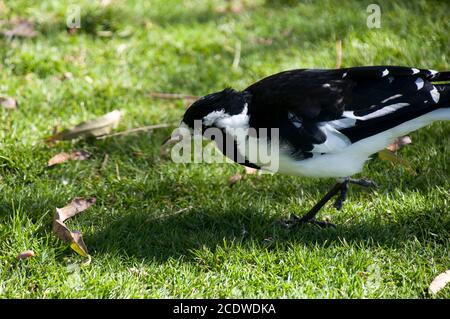 Sydney Australia, Grallina cyanoleuca oder Elsterche im Garten Stockfoto