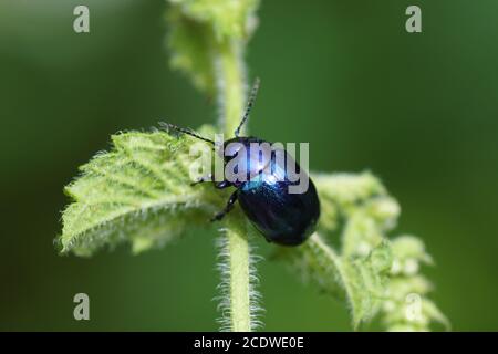 Blauer Minzenkäfer (Chrysolina coerulans), Stammblattkäfer (Chrysomelidae) auf Minze (Mentha) der Minzfamilie (Lamiaceae). August, holländischer Garten. Stockfoto