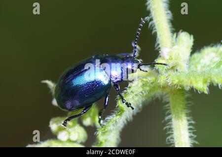 Blauer Minzenkäfer (Chrysolina coerulans), Stammblattkäfer (Chrysomelidae) auf Minze (Mentha) der Minzfamilie (Lamiaceae). August, holländischer Garten. Stockfoto