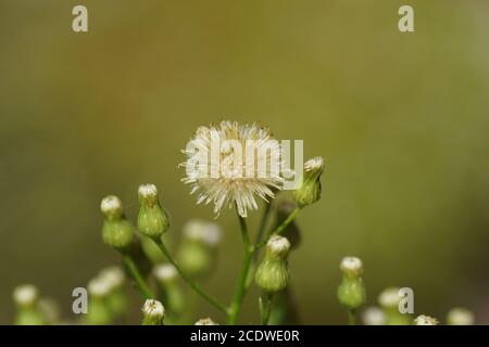 Blüten von Erigeron Canadensis. Genannt Horseweed, Canadian Horseweed, Canadian Fleabane, Coltstail, Marestail und Butterweed. Familie Compositae. Juli Stockfoto