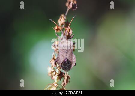 Andockwanze (Coreus marginatus), Familie Coreidae auf bitterem Dock (Rumex obtusifolius), Familie der Knospen (Polygonaceae). Niederlande September Stockfoto