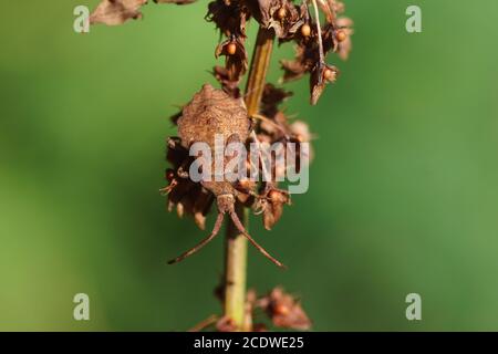 Nymphe eines Docks (Coreus marginatus), Familie Coreidae auf bitterem Dock (Rumex obtusifolius), Familie der Knospen (Polygonaceae). Niederlande August Stockfoto