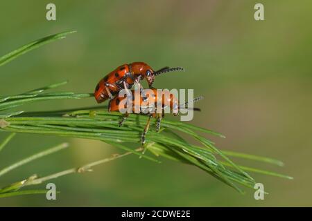 Zwei gefleckte Spargelkäfer (Crioceris duodecimpunctata) auf Spargel. Ein Käfer der Familie Blattkäfer (Chrysomelidae). Juni, in einem holländischen Garten Stockfoto