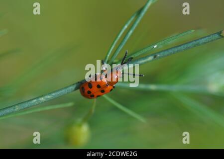 Getupfter Spargelkäfer (Crioceris duodecimpunctata) auf Spargel. Ein Käfer der Familie Blattkäfer (Chrysomelidae). Juni, in einem holländischen Garten Stockfoto