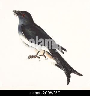 Der Weißbauchdrongo (Dicrurus caerulescens) ist eine Art von Drongo, die auf dem indischen Subkontinent gefunden wird. Wie andere Mitglieder der Familie Dicruridae, sind sie insektivös und hauptsächlich schwarz in der Farbe, aber mit einem weißen Bauch und Schlot. Jungvögel sind jedoch alle schwarz. Aquarellmalerei aus dem 18. Jahrhundert von Elizabeth Gwillim. Lady Elizabeth Symonds Gwillim (21. April 1763 – 21. Dezember 1807) war eine Künstlerin, die bis 1808 mit Sir Henry Gwillim, dem Puisne-Richter am Madras-Hofe, verheiratet war. Lady Gwillim malte eine Serie von etwa 200 Aquarellen von indischen Vögeln. Produziert etwa 20 Jahre vor John Stockfoto