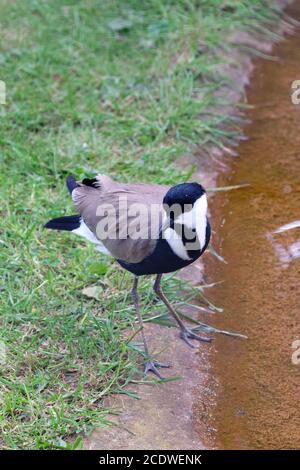 Chilenischer Kiebitz zu Fuß am Wasser, von oben gesehen Stockfoto