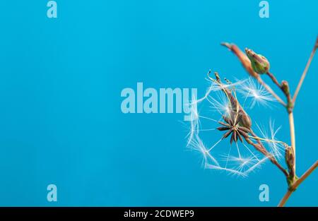 Makrofotografie des Samenkopfes crepis biennis oder grob hawksbeard Stockfoto