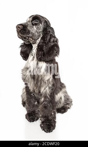 Englischer Cocker spaniel Stockfoto