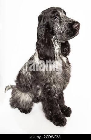 Englisch Cocker Spaniel sitzend Stockfoto