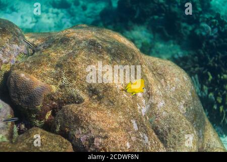 Juvenile blue Tang Stockfoto