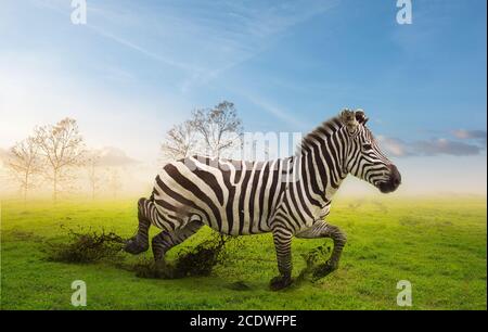 Ein Zebra läuft im grünen Gras mit Baumzweigen Hintergrund.Wildlife Conservation Konzept. Stockfoto