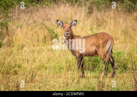 Ein junger männlicher Defassa-Wasserbock (Kobus ellipsiprymnus defassa), Murchison Falls National Park, Uganda. Stockfoto