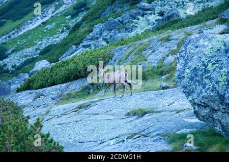 Tatra-Gämsen (Rupicapra rupicapra tatrica) im Tal Mlynicka in der Hohen Tatra, Slowakei Stockfoto