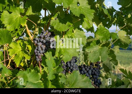 Detail eines typischen europäischen Weinbergs, Rote Trauben auf der Rebe Stockfoto