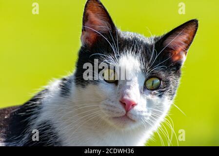 Katze sitzt auf dem Balkon und beobachtet seine Umgebung Stockfoto