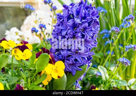 Hyazinthe und Pansy Stockfoto