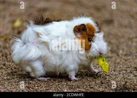 Kleine weiße und braune Meerschweinchen frisst sein Futter Stockfoto