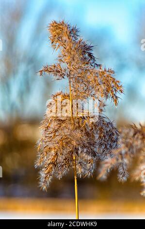 Einsames Schilf im Winter bei Ilmenau Thüringen Deutschland Stockfoto