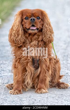 Cavalier King Charles Spaniel in Braun Ruby Stockfoto