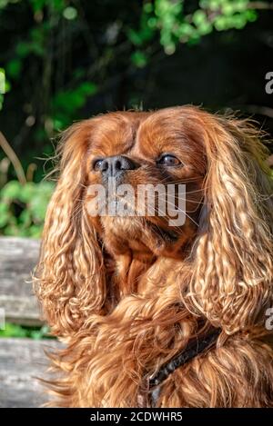 Cavalier King Charles Spaniel in Braun Ruby Stockfoto