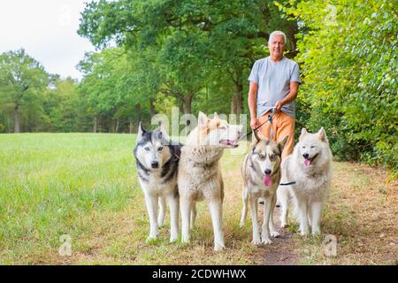 Der Mensch spaziert mit einer Gruppe von Husky-Hunden in der Natur Stockfoto