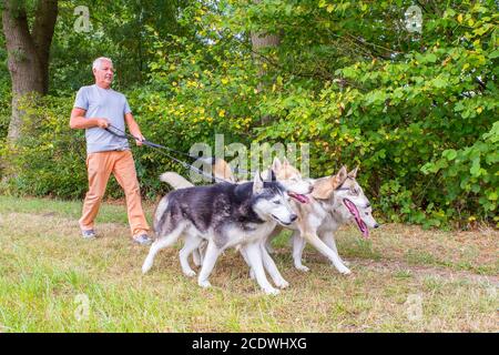 Mann geht mit vier Husky Hunde im Park Stockfoto